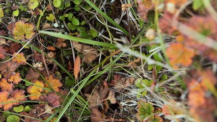 Fototapeta premium Colorful fall maple leaves on a background of green grass. Video. Fallen leaves on grass at sunny day in autumn forest. Top view. Yellow leaves on a background of green grass. Top view.