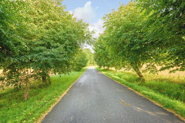 Fototapeta na wymiar A view of an empty road with bushes and trees on the side of the road. A picture of a treelined road with a beautiful bright sky. A landscape view of a tree-lined pathway road.