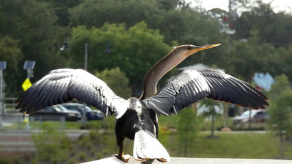 Anhinga Bird Wings Reflecting The Sun in the Wild