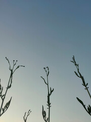 silhouette of a field plants against the sky at sunset