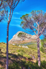 Landscape view, blue sky with copy space of Lions Head mountain in Western Cape, South Africa. Steep scenic famous hiking and trekking terrain with trees, grass, shrubs growing around it in summer