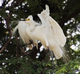 Flying from tamarind tree. both wings up. white heron
