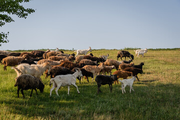 sheep and goat flock grazing on pasture under blue sky.