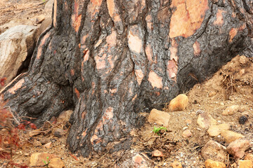 Closeup of burnt tree stump on rural landscape. Zoom in on scorched texture and patterns of stump after forest wildfire. Details of effects of environmental damage after a devastating fire in nature