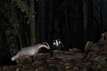 Badger © Fabrizio Moglia