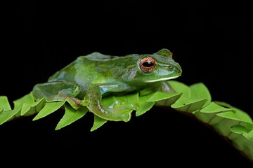 Rhacophorus dulitensis closeup on green leaves, Jade tree frog closeup on green leaves, Indonesian tree frog 