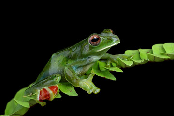 Rhacophorus dulitensis closeup on green leaves, Jade tree frog closeup on green leaves, Indonesian tree frog 