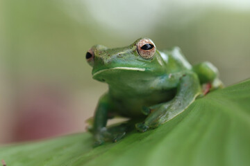 Rhacophorus dulitensis closeup on green leaves, Jade tree frog closeup on green leaves, Indonesian...