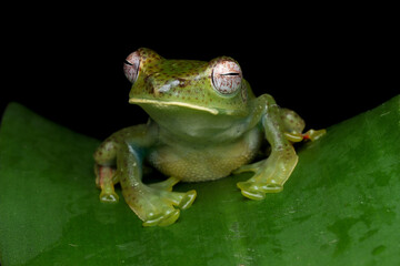 Rhacophorus dulitensis closeup on green leaves, Jade tree frog closeup on green leaves, Indonesian tree frog 