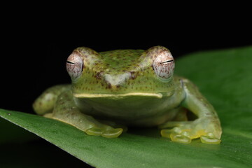Rhacophorus dulitensis closeup on green leaves, Jade tree frog closeup on green leaves, Indonesian tree frog 