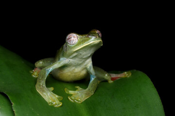 Rhacophorus dulitensis closeup on green leaves, Jade tree frog closeup on green leaves, Indonesian tree frog 
