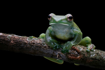 Rhacophorus dulitensis closeup on branch, Jade tree frog closeup on green leaves, Indonesian tree frog 