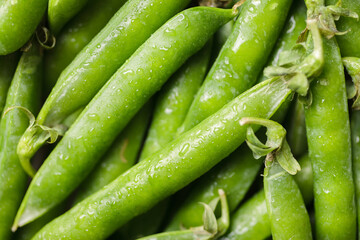 Pods of green peas with water drops. Fresh food background