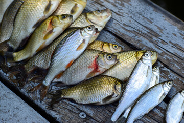 Roach, crucian carp and bleak fish on wooden boards, fresh catch, top view