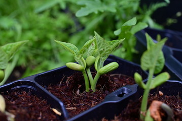 Green bean sprouts as a close up