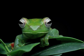 Rhacophorus dulitensis closeup on green leaves, Jade tree frog closeup on green leaves, Indonesian tree frog