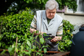 senior woman planting peppers seedlings in a raised gardening bed