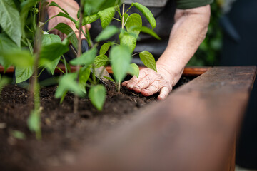 senior vrouw die paprika zaailingen plant in een verhoogd tuinbed