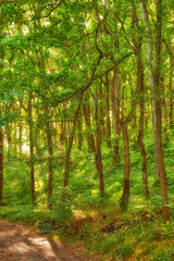 Trees in the forest with sunbeams during the early morning. Flying low between trees in the forest sunbeams on a magical landscape to explore an adventure Springtime monsoon with greenery leaves.