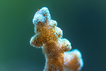 marine aquarium, coral reef
