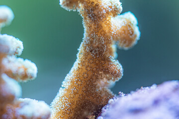 marine aquarium, coral reef