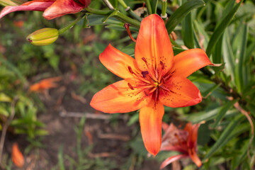 Orange lily in the summer garden. Close-up of lily flowers. Natural floral background. 