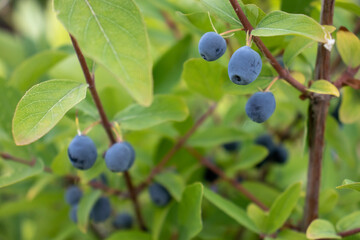 Blue honeysuckle sweet berries on the bush in the summer garden. Close up