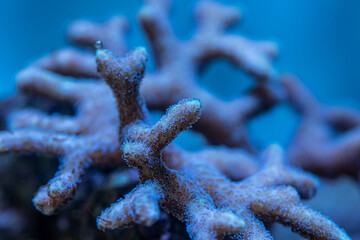 marine aquarium, coral reef