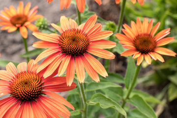 Orange echinacea flowers in the summer herbal garden. Beautiful natural floral background with medicinal plant 
 - obrazy, fototapety, plakaty