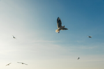 Obraz premium Seagulls flying high in the wind against the blue sky and white clouds, a flock of white birds