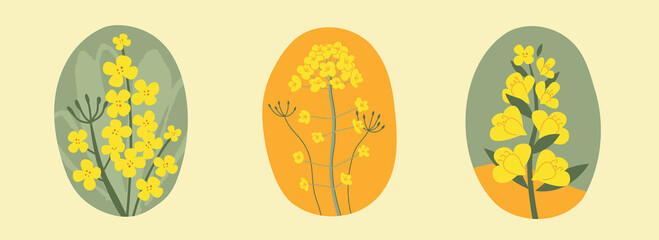 Collection hand drawn yellow rapeseed flower. Floral illustration for cards, logos. flat style. Vector canola buds. All elements are isolated on a white background.