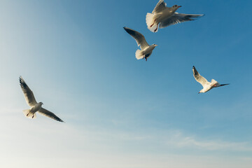 Seagulls flying high in the wind against the blue sky and white clouds, a flock of white birds