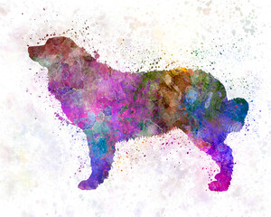 Bernese mountain dog 01 in watercolor