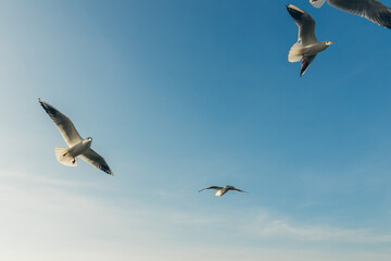 Seagulls flying high in the wind against the blue sky and white clouds, a flock of white birds