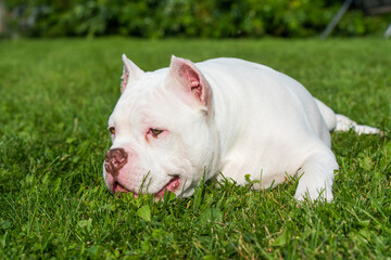 Obraz premium American Bully puppy dog lies on green grass