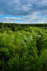 Fototapeta na wymiar Top trees green dense forest and clouds against blue sky.