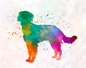 Blue Picardy Spaniel in watercolor