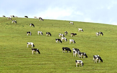 Calves grazing on fresh pasture on a hil above a farm. No people. - obrazy, fototapety, plakaty