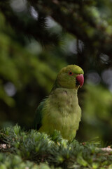 green parrot in Hyde Park
