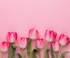 Fototapeta premium Pink tulip flowers on pastel background.