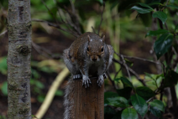 Naklejka na ściany i meble Squirrel in St James Park
