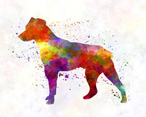 Brazilian Terrier in watercolor