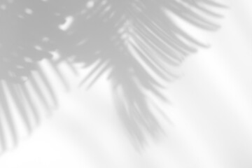 Abstract leaves natural shadow overlay on white texture background, for overlay on product presentation, backdrop and mockup