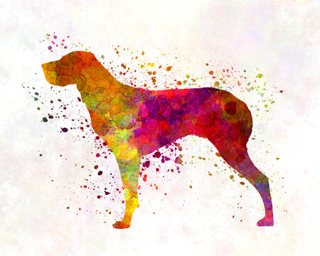 Burgos Pointer in watercolor