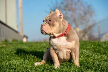 A pocket male American Bully puppy dog sitting on grass