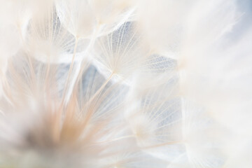 Abstract dandelion macro flower background. Seed macro closeup. Soft focus - 515366518