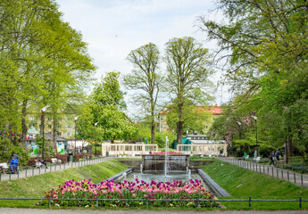 Flowerbed of pink and purple tulips in front of fountain in Folkets park, Malmo, Sweden