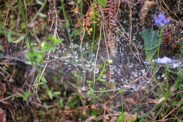 water drops on a spider web