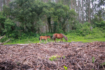 mare and son in the woods