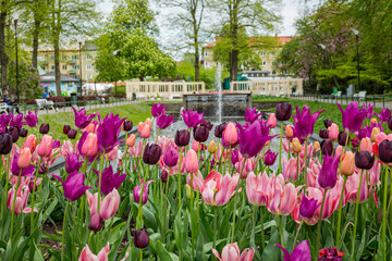 Flowerbed of pink and purple tulips in Folkets park, Malmo, Sweden